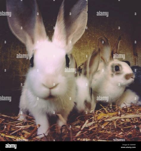 Rabbits Hi Res Stock Photography And Images Alamy