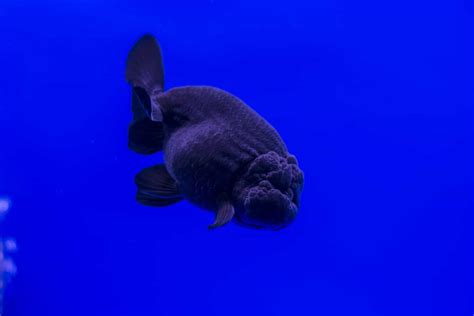 Care Sheet: Black Oranda Goldfish | Carassius auratus variety