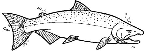 Printablecolouringpages Co Uk Salmon Drawing Coloring Pages Fish