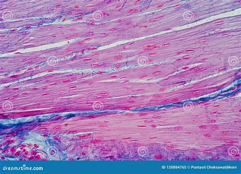 Histology Of Human Smooth Muscle Under Microscope View For Education