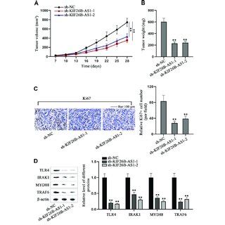 Kif B As Promotes Laryngeal Cancer Cell Progression In Vivo A