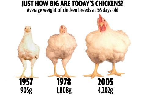 Chickens Are Four Times Bigger Than They Used To Be What Does That