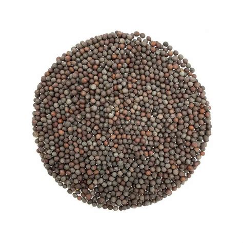 Black Mustard Seed At Rs 80 Kg Rewa ID 26166304662