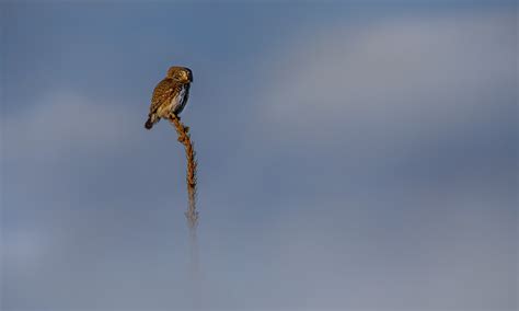 Eurasian Pygmy Owl Bird Perched - Free photo on Pixabay - Pixabay