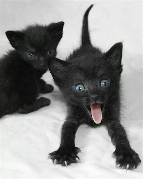 644 best black and white kittens images on Pinterest | Black cats, Kitty cats and Adorable animals