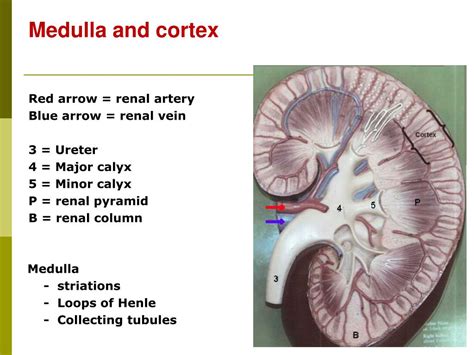 Ppt Urinary System L 1 Functional Structures Of The Kidney Powerpoint