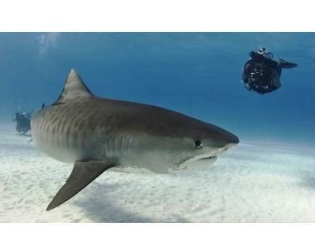 Requin tigre : histoires et légendes des hommes sur les requins tigres | Pratique.fr