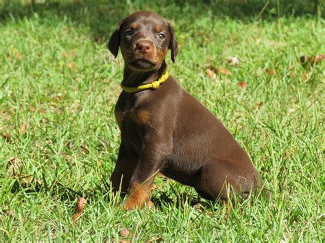 Yellow Female Skye Akc Doberman Puppies For Salehawthorne Fl