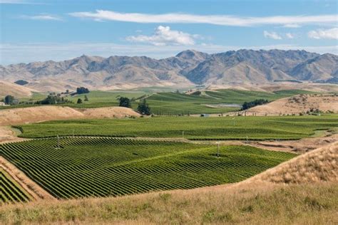 Best New Zealand White Wines 8 Award Winning Bottles To Try