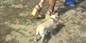 Anal Life Scene Tnaflix