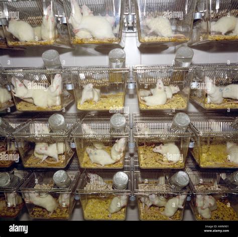 White Rats In Cages In Laboratory Stock Photo 3082496 Alamy