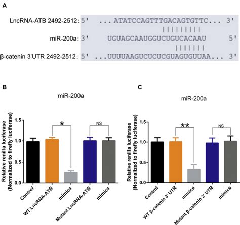 The Interaction Between Lncrna Atb And Mir A And Mir A And Its