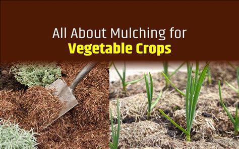 The Benefits Of Organic Mulching For Vegetable Crops