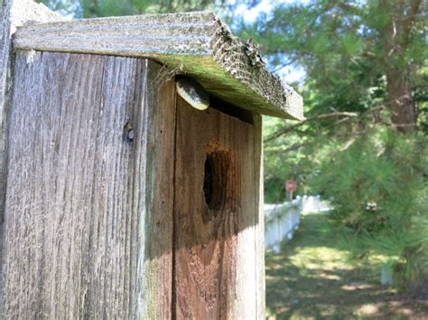 5 Smart Ways to Keep Snakes Away from Birdhouses - My Backyard Life