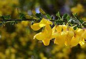 Search For Species Besenginster Cytisus Scoparius L Link