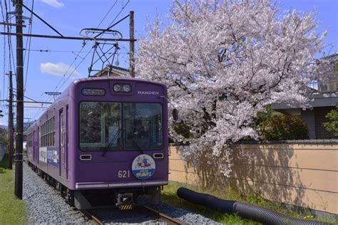 嵐電桜のトンネルは2020年〜しばらくライトアップ休止です 鉄道旅のガイド