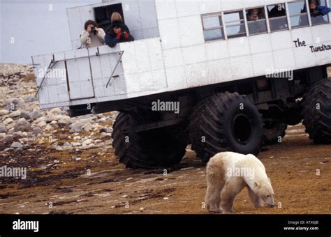 Tundra Buggy and a polar bear Churchill Manitoba Canada North America ...