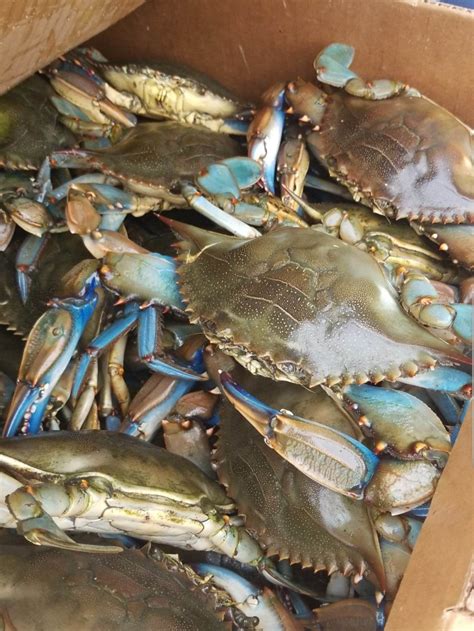 Live Maryland Jumbo Blue Crabs Marylandcrabs4sale