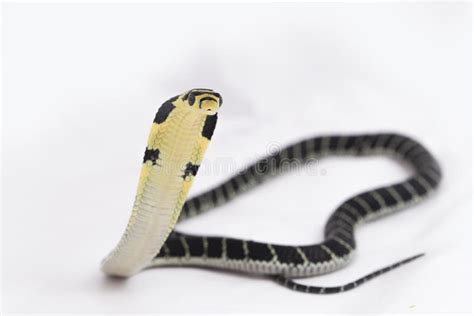 Baby King Cobra Ophiophagus Hannah Un Serpente Velenoso Originario Dell