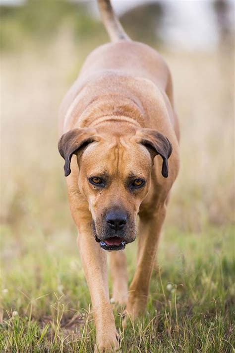 Boerboel Dog Breed Information