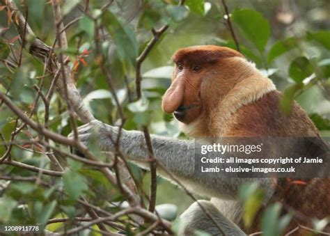 97 Monkey With Big Nose Stock Photos, High-Res Pictures, and Images ...