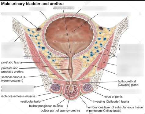 Anatomy Urethra