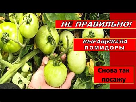 НЕ ПРАВИЛЬНО ВЫРАЩИВАЛА СРЕДНЕРОСЛЫЕ ТОМАТЫ. ПОМИДОРЫ ЗАВАЛИЛИ УРОЖАЕМ ...
