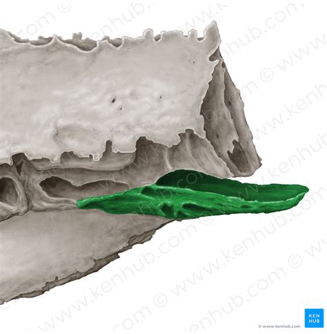 Middle Nasal Concha Of Ethmoid Bone 2802 Kenhub Image License Store