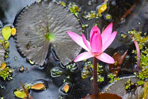 Waterlelie Lotus Vijver Gratis Foto Op Pixabay Pixabay