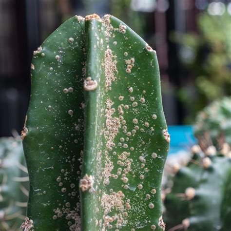 Paduchii Testosi La Plantele Ornamentale Identificare Si Combatere