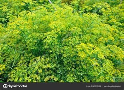 Green Fennel Plants Growing Garden — Stock Photo © Lzf 236169292