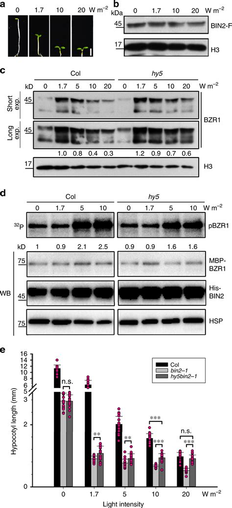 The HY5 BIN2 Module Regulates Hypocotyl Elongation Subtly In Varying