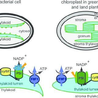 Function of thylakoid channels. A schematic representation of the ...