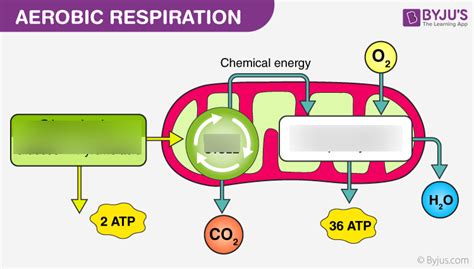 Aerobic Respiration Diagram Diagram | Quizlet