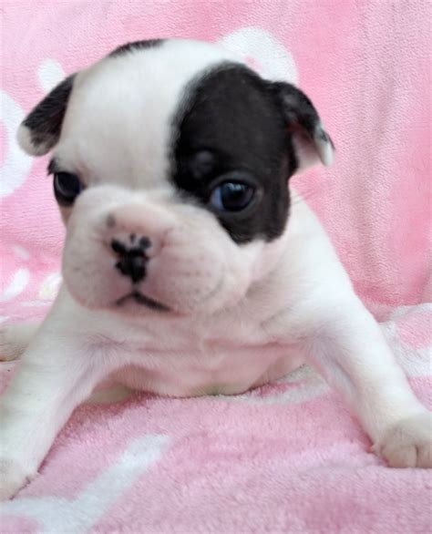 Pied French Bulldogs - The French Bulldog