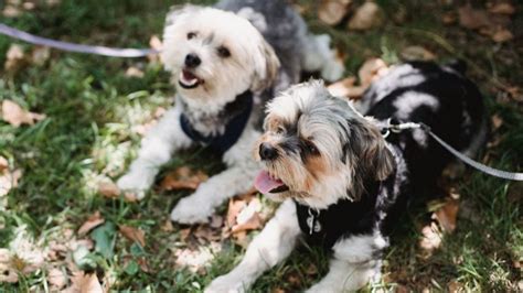 RUAC obligatorio cómo sacar la CURP para mascotas gratis paso a paso