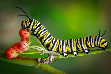 Metamorphosis In 5 Pictures 1 The Caterpillar Of A Monarch Butterfly Eating And Eating