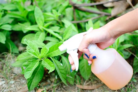 Como Evitar Ferrugem Nas Plantas 5 Passos