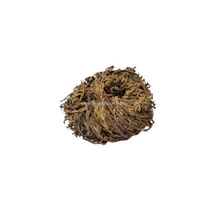 Rose De Jericho