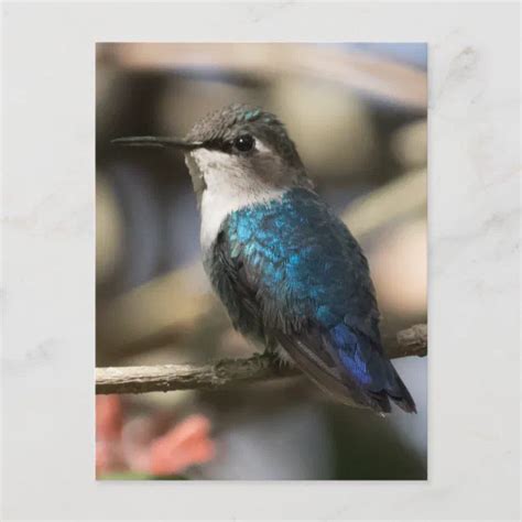 Cuban Bee Hummingbird Postcard | Zazzle