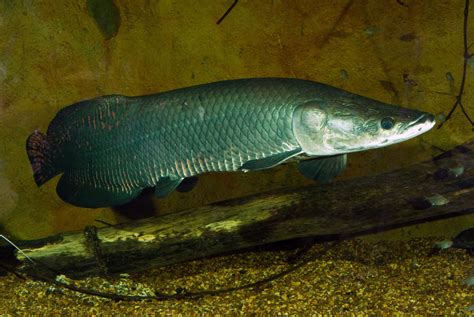 Arapaima