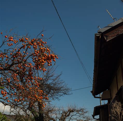 The Good Luck Persimmon (Kaki) Tree - Small Ripples