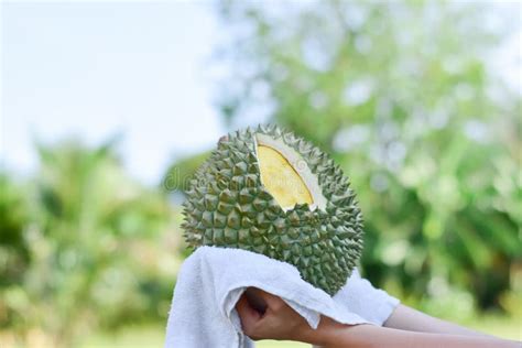 Durian Hand Holding Durian Stock Photos Free Royalty Free Stock