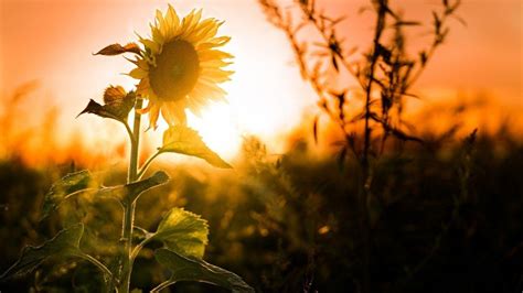 Sunflower Laptop Wallpapers - Top Free Sunflower Laptop Backgrounds ...