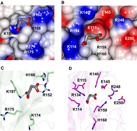 Residues In The Ligandbinding Pocket Of Dctb E O And Putative Site