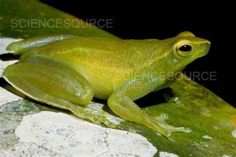 Greater Hatchet Faced Treefrog Sphaen Stock Image Science Source