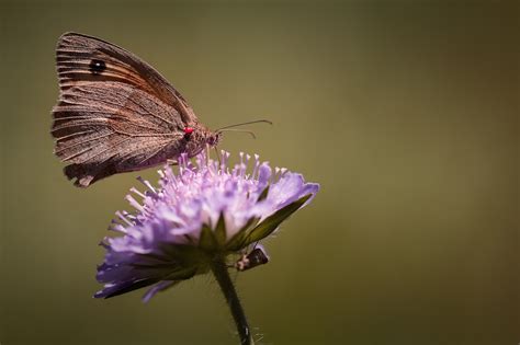 Borboleta Olho De Boi Grande Foto Gratuita No Pixabay Pixabay