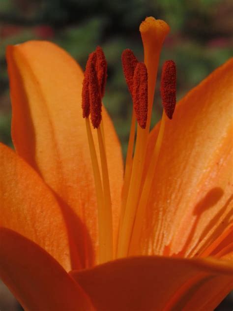 Free Images Leaf Flower Petal Tulip Red Flora Close Up Lily