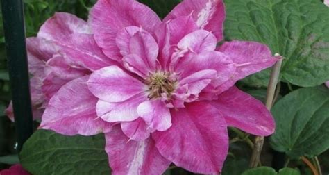 Клематис Май Дарлинг. Описание, фото, отзывы