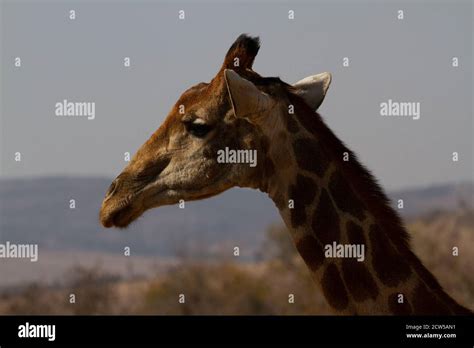 Safari in East Africa plains Stock Photo - Alamy